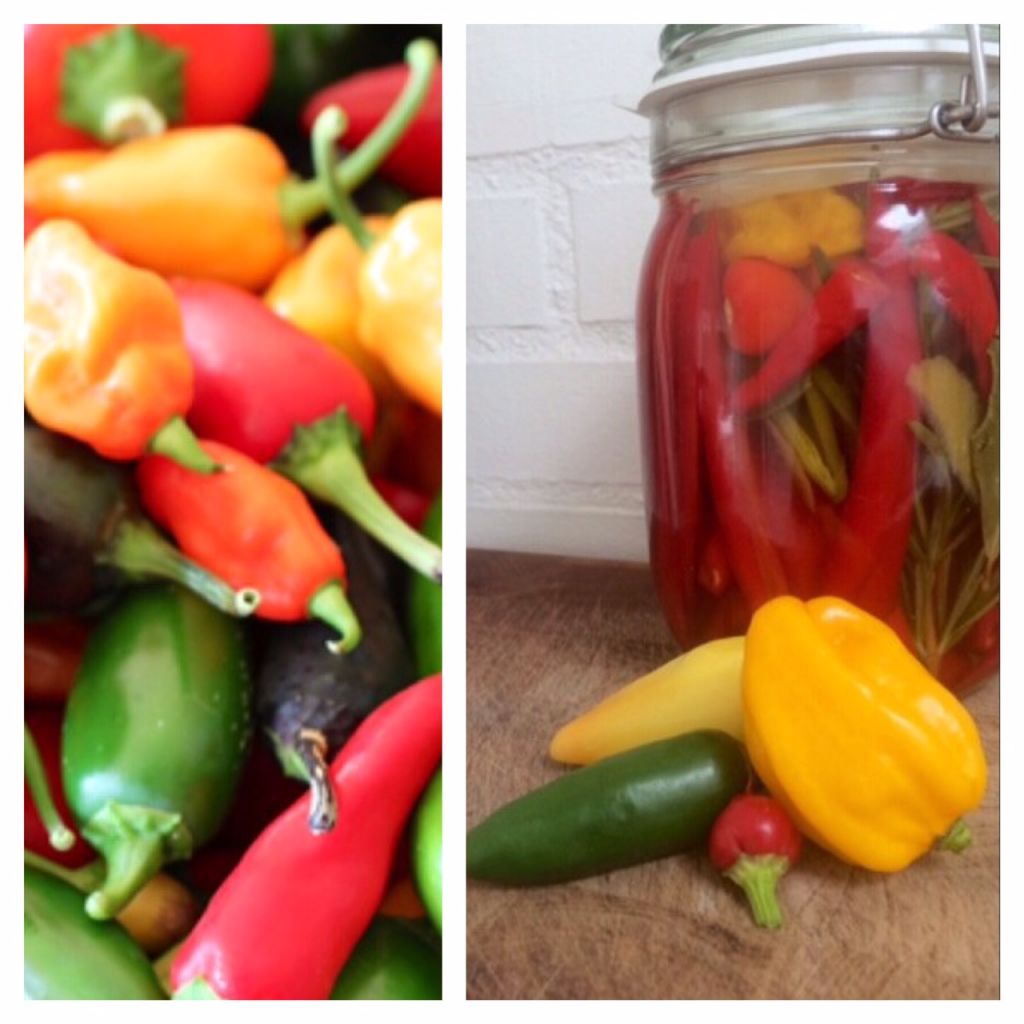chili,syltet chili,