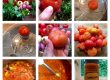 tomatsauce